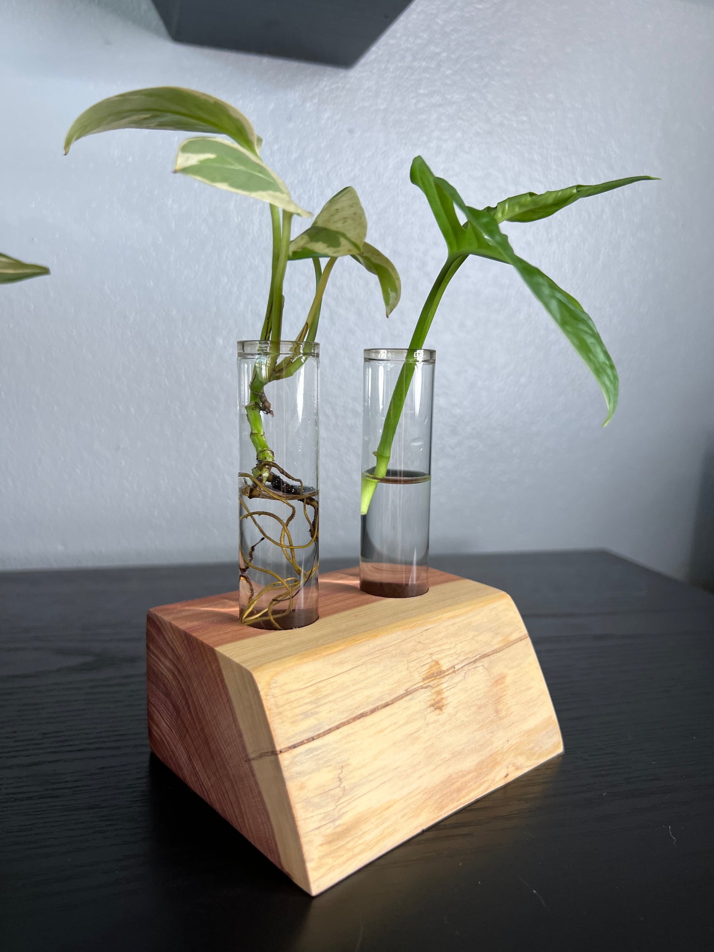 Red Cedar (double)