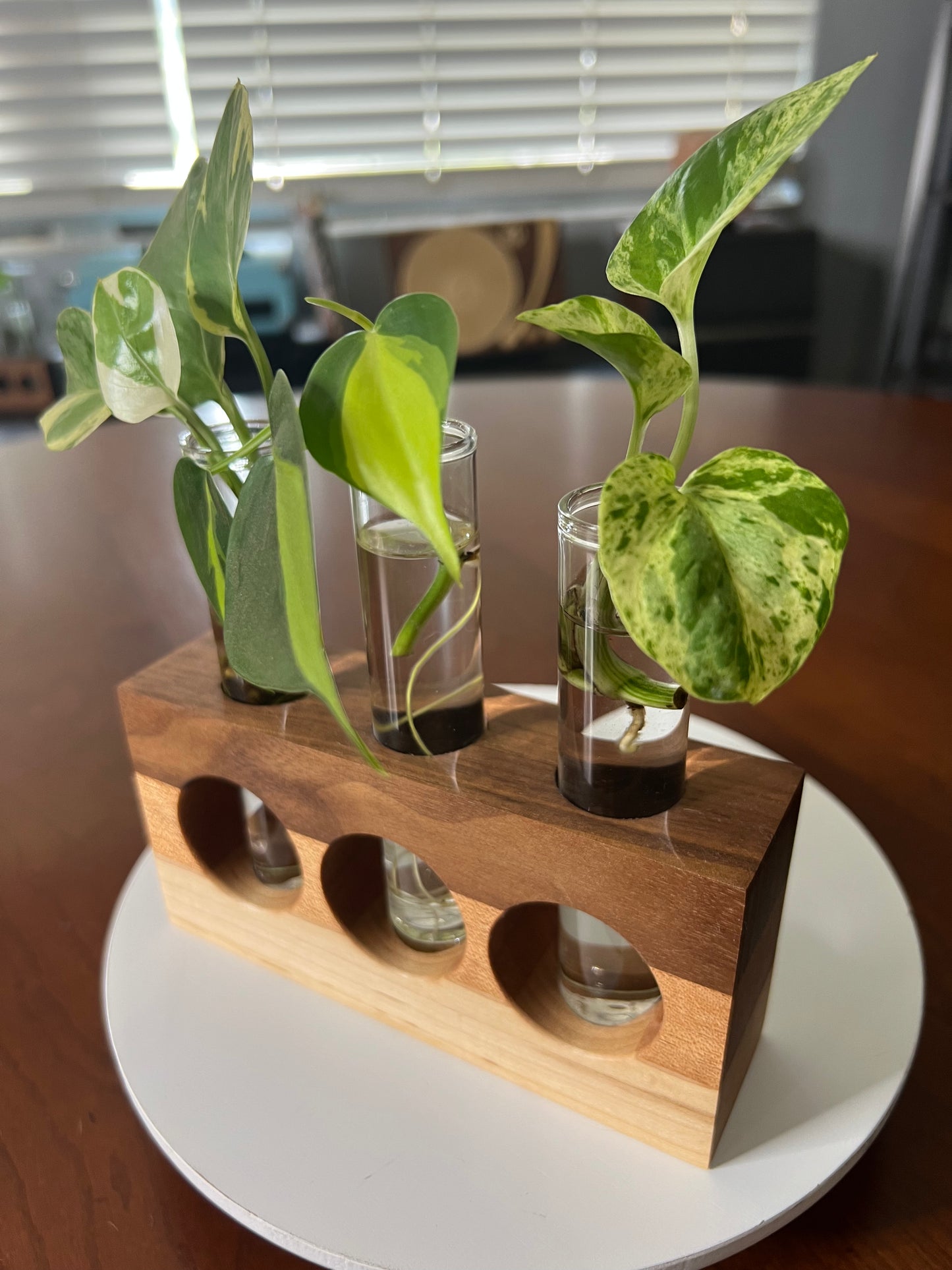Tricolor Natural Propagation Station (Triple)