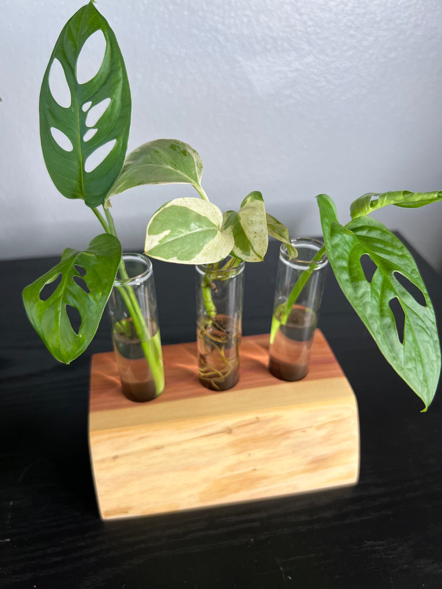 Red Cedar Triple (III)