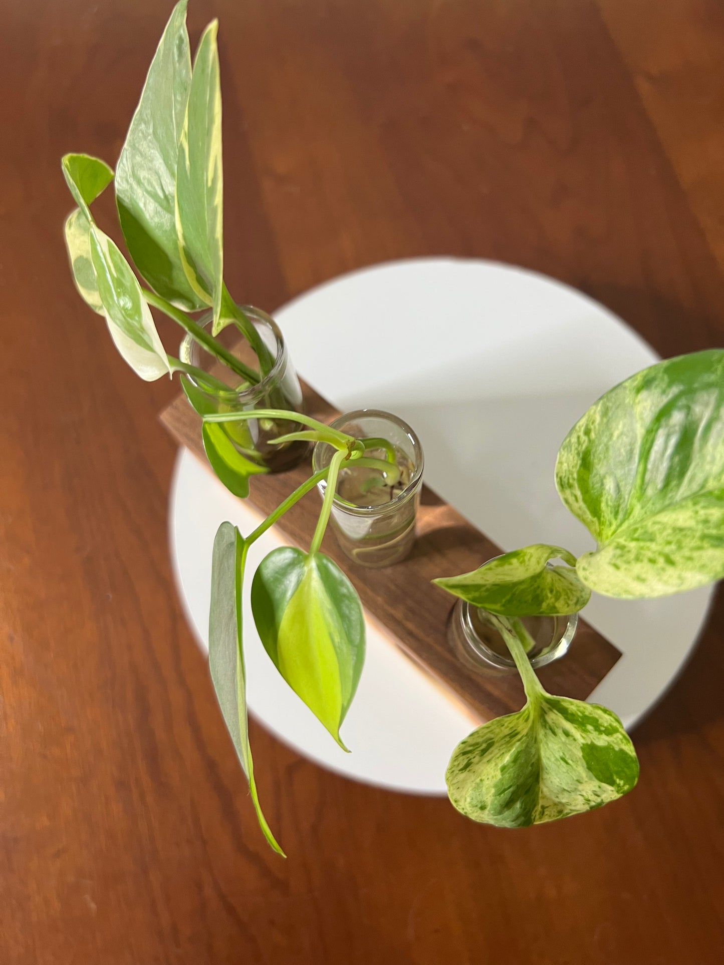 Tricolor Natural Propagation Station (Triple)