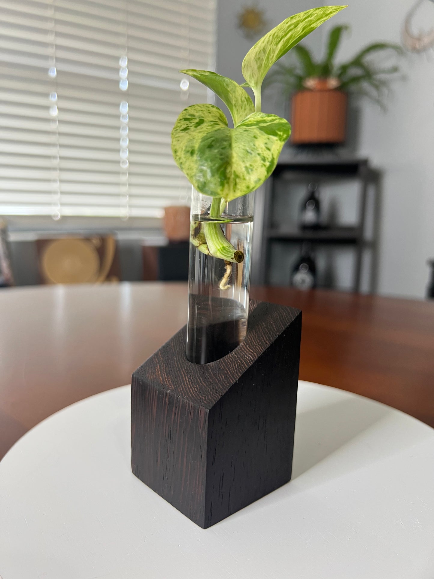 Wenge Propagation Station