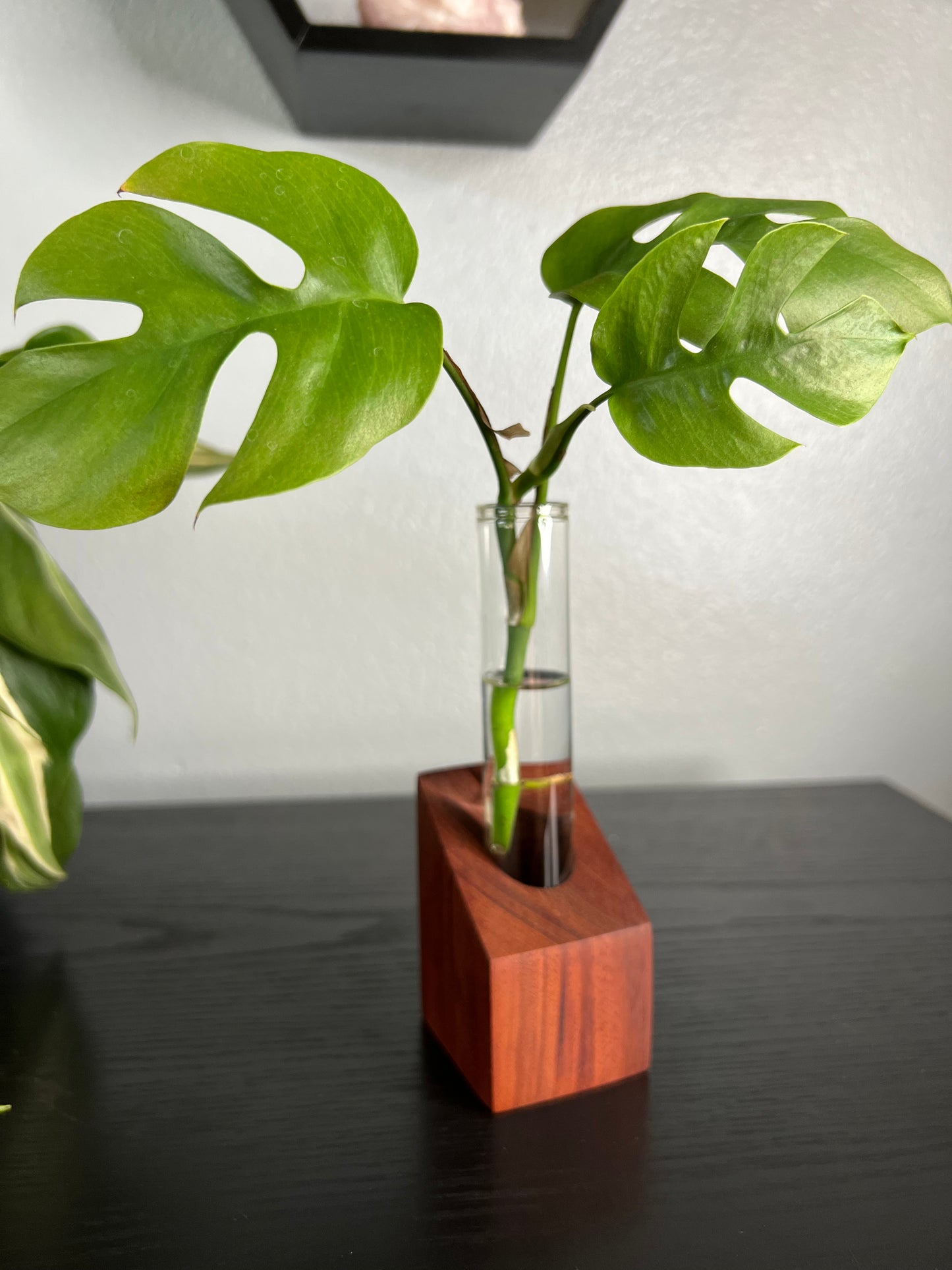 Rosewood Propagation Station