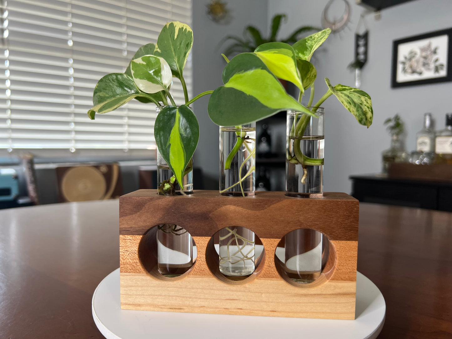 Tricolor Natural Propagation Station (Triple)
