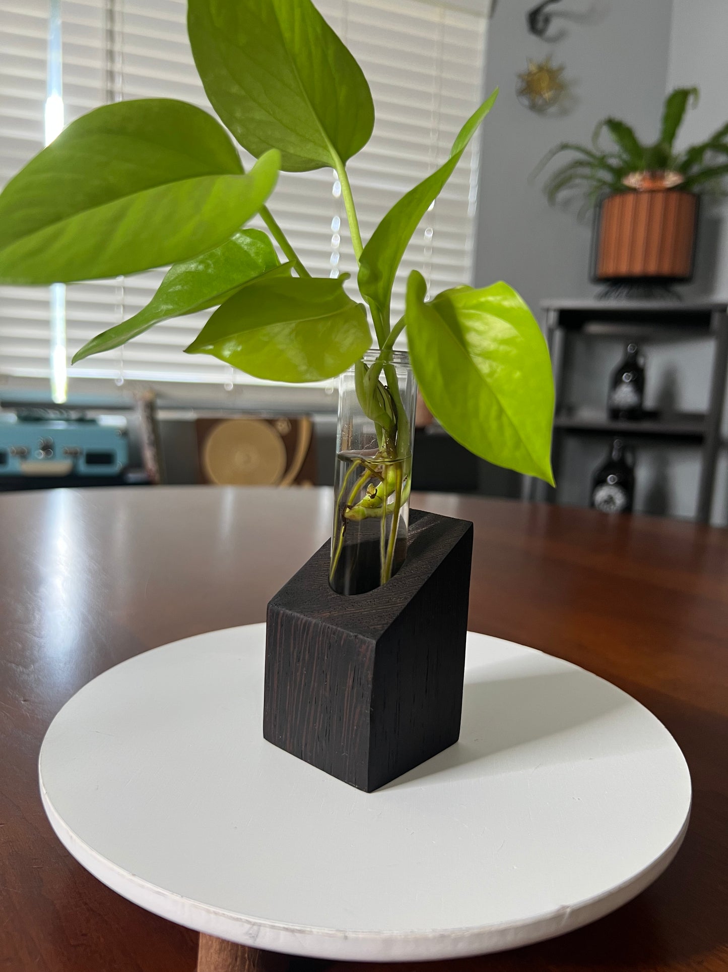 Wenge Propagation Station