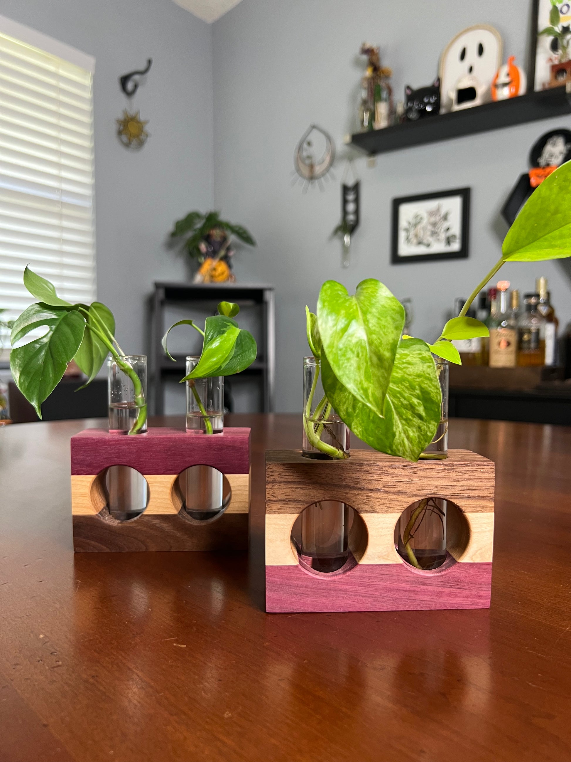 purple heart plant indoor propagation Tricolor Purpleheart Propagation Station (Double) – Asteria Sol Creations